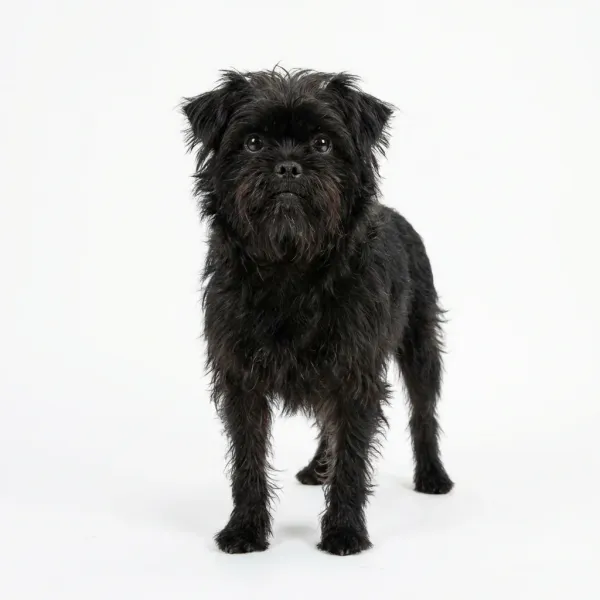 Affenpinscher